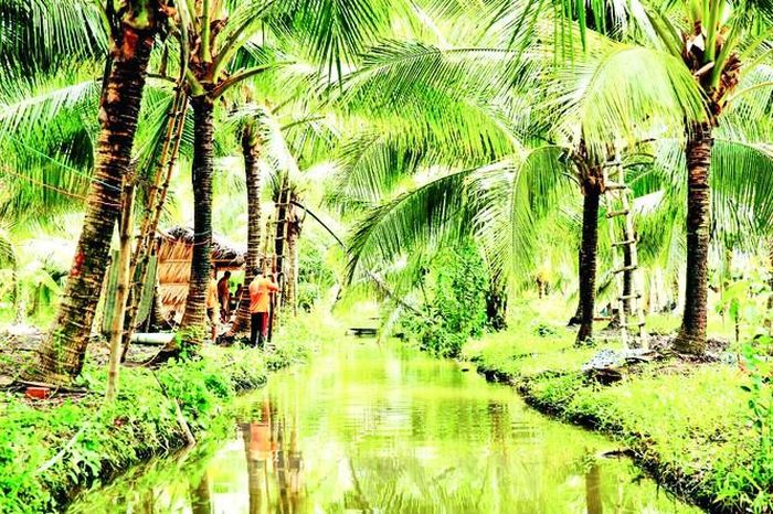 Lấy mật hoa dừa, một hướng đi mới hiệu quả