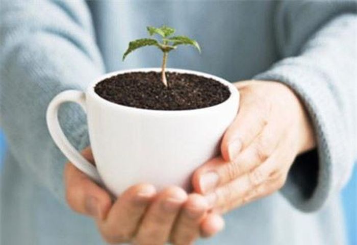 Dùng bã cà phê làm phân bón cho cây là mẹo vặt gia đình ít biết.