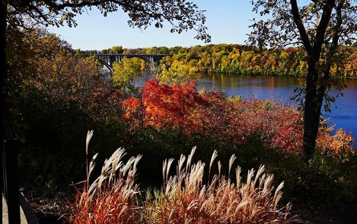 Những chiếc lá trên cây và bụi lau đổi màu dọc theo bờ Sông Gorge ở St Paul, Minnesota, bên bờ sông Mississippi.