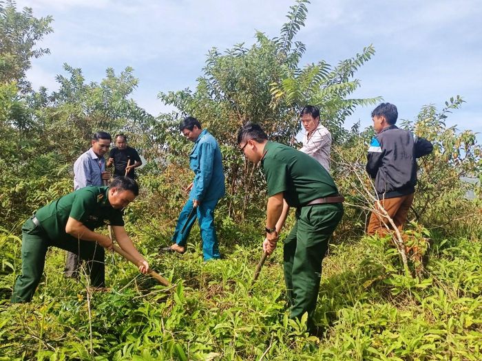  Lực lượng bộ đội biên phòng phối hợp với địa phương nhỏ bỏ cây lá ngón.