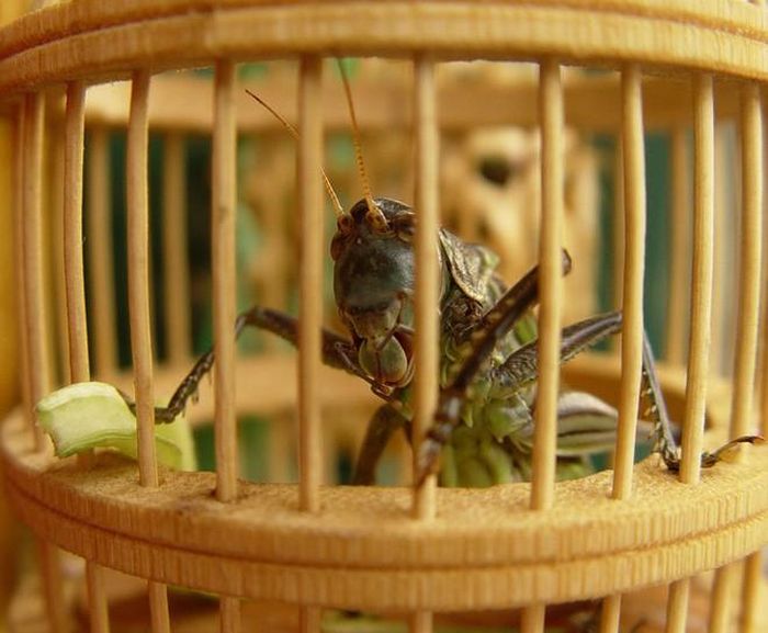  Dế mèn: Một số nền văn hóa châu Á và thổ dân Mỹ cho rằng loài vật nhỏ bé này đem lại những điều tốt lành, giúp bảo vệ ngôi nhà khỏi vận rủi. Việc vô tình hay cố ý giết chết một con dế có thể khiến bạn gặp xui xẻo. Ảnh: Perpetualexplorer.