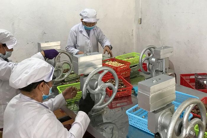 Công đoạn chế biến thành phẩm mắc ca thương hiệu The Macanut của Công ty TNHH Hoàng Anh Maca