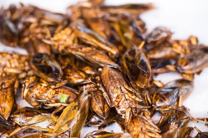  Bọ nước khổng lồ mang hình dạng đáng sợ nhưng lại là thứ đồ ăn bổ dưỡng. Chúng có nhiều protein cần thiết cho cơ thể. Theo Europe Entomophagie, một website chuyên bán côn trùng ăn được tại châu Âu, bọ nước khổng lồ cung cấp nhiều vitamin B, khoáng chất và những axit béo thiết yếu. Một gói bọ nước khổng lồ sấy khô thường được bán với giá khoảng 7 USD. Ảnh: Phuketprovince. 