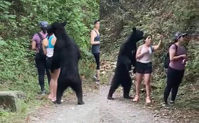 Gặp nhóm nữ du khách đi bộ trong rừng, gấu đen tiến đến ''sàm sỡ'', liên tục ôm và ngửi khắp cơ thể cô. Cô gái lúc này dù đã vô cùng sợ hãi nhưng sau đó giữ được sự bình tĩnh, thậm chí còn lấy điện thoại ra và chụp ảnh selfie cùng con gấu.