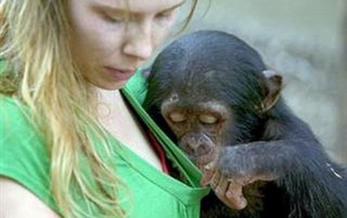 Những chú khỉ tò mò luôn là khởi nguồn của những sự phiền phức. Khoảnh khắc ngộ nghĩnh khi động vật sàm sỡ con người được nhiếp ảnh gia Cyril Ruoso "chộp" được tại Pandrillus Drill Sanctuary, Nigeria.