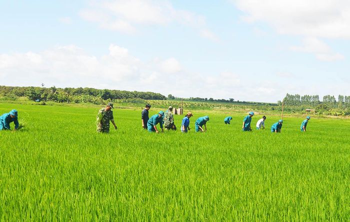 Lực lượng vũ trang huyện Ia Pa giúp người dân xã Pờ Tó làm lúa nước. Ảnh: Anh Huy