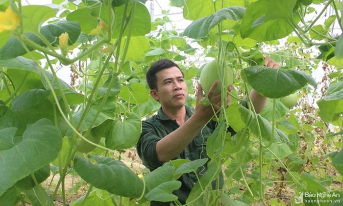 Mô hình nông nghiệp công nghệ cao ở Nam Anh (Nam Đàn). Ảnh: Thanh Phúc
