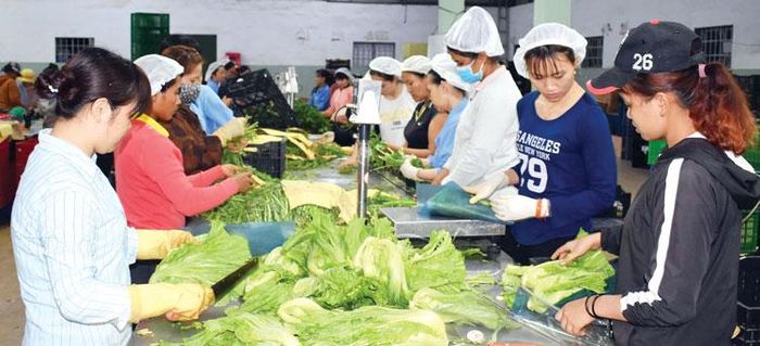 Ước đến cuối năm 2020, toàn tỉnh Lâm Đồng phát triển 165 chuỗi liên kết, tăng 136 chuỗi so với năm 2016