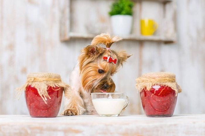 Lời khuyên tốt nhất là hãy cho thú cưng của bạn uống nước sạch để đảm bảo sức khỏe
