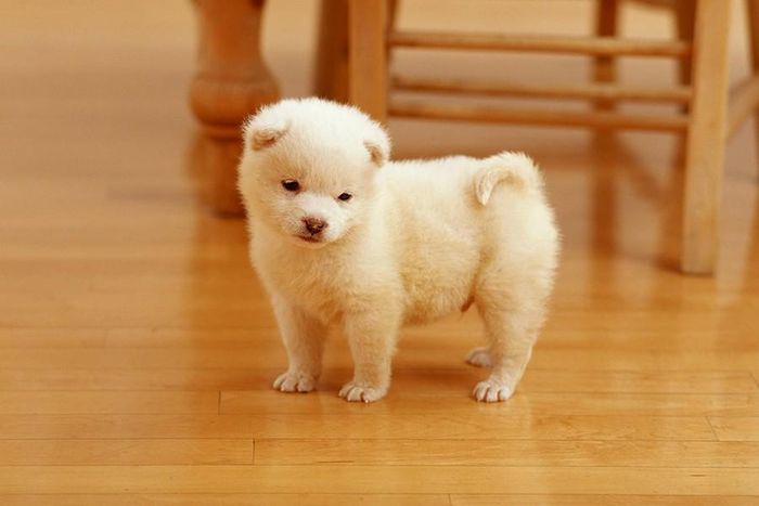 Hành, tỏi, hẹ trong tất cả các dạng chế biến (thô, bột, nấu chín) đều có thể khiến tổn thương hồng cầu, thậm chí gây kích ứng đường tiêu hóa ở vật nuôi, khiến chúng trở nên biếng ăn và nước tiểu có màu cam hoặc đỏ sẫm bất thường