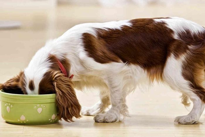 Đồ ăn cay là một trong những thực phẩm gây hại cho loài chó