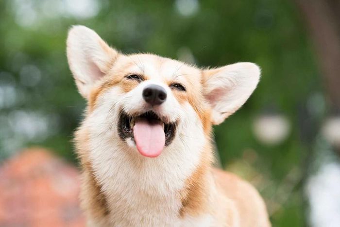 Lá, quả và hạt bơ đều có chứa persin, có thể gây nôn mửa và tiêu chảy cho chó khi loài động vật này ăn phải