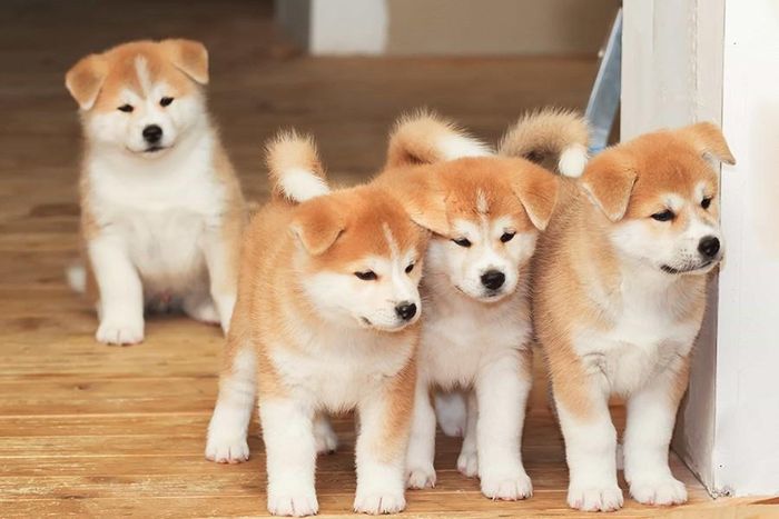 Thịt sống và trứng sống thường chứa nhiều loại vi khuẩn như Salmonella và E. Coli, có thể gây hại cho cả vật nuôi và con người. Theo ASPCA (Hiệp hội phòng chống bạo lực động vật), trứng sống cũng có chứa một loại enzyme gọi là avidin làm giảm sự hấp thụ vitamin B, có thể dẫn đến các vấn đề về da và lông, khiến da và lông của chó cưng bị rối và không còn bóng mượt như lúc khỏe mạnh
