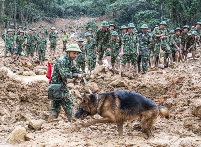 Chú chó Ô Ra Tơ lao xuống hố đánh hơi nghi ngờ có người nằm bên dưới