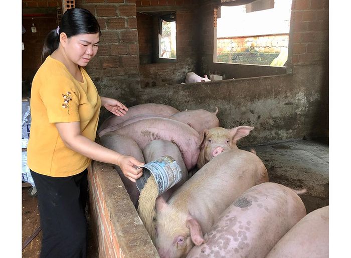Mô hình chăn nuôi heo của gia đình anh Phạm Thế Cân (thị trấn Ia Kha, huyện Ia Grai). Ảnh: Lê Nam