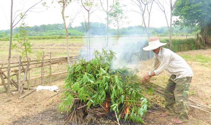 Tiêu hủy cây sắn bị bệnh vi rút khảm lá sắn - Ảnh: Q.H
