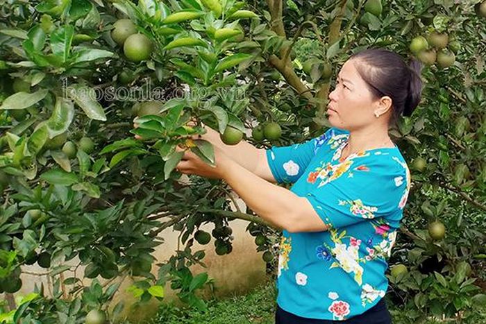 Chị Điêu Thị Tuyết kiểm tra chất lượng vườn cam của gia đình.