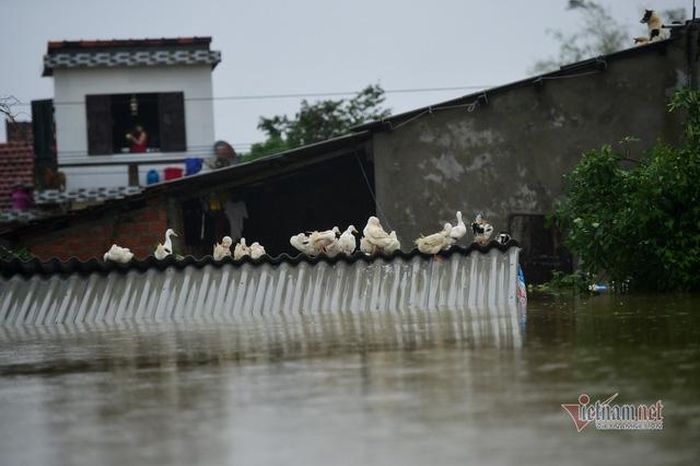 Vịt gà, chó mèo được đưa lên nóc nhà tránh lũ