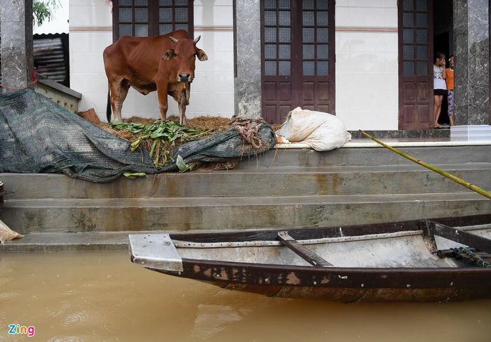  Kể từ khi nước lên, bà Nguyễn Thị Thanh đã chuyển con bò lên nhà sống chung với mình vì nó là tài sản lớn. Hàng ngày, bà chặt những cây chuối bị ngâm nước lũ để cho bò ăn. 