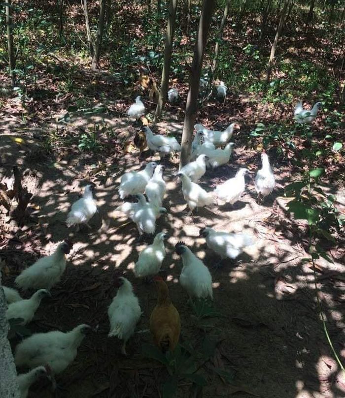Những con gà ác có lông màu trắng hoặc xám, chân 5 ngón, toàn bộ da, thịt, chân, mắt, mỏ đều có màu đen