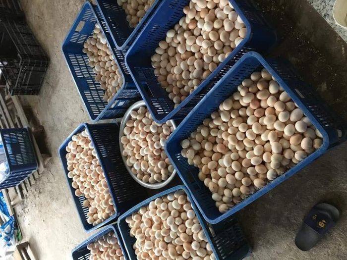  Gà ác chỉ đẻ khoảng 100-120 quả trứng mỗi năm