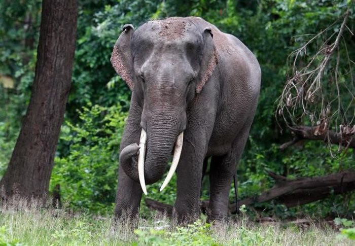 Với kích thước khoảng 8.000 kg, voi châu Á xứng danh lọt top những loài động vật lớn nhất thế giới. Ở dưới chân voi châu Á có bốn móng ở chân sau thay vì ba móng và 19 cặp xương sườn thay vì 21 cặp ở voi châu Phi.