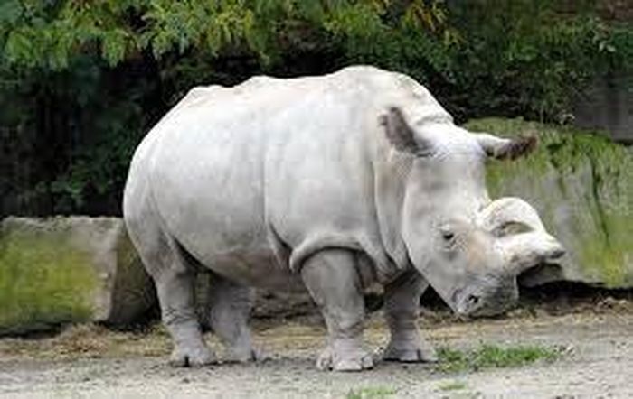 Trên mõm của tê giác trắng có hai sừng với cấu tạo từ các sợi keratin. Chúng đôi khi được gọi là tê giác môi vuông do môi lỗi ra của chúng để hỗ trợ việc gặm các loại cỏ ngắn ở các vùng xavan.