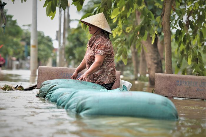  Hàng tấn lúa của người dân bị lũ nhấn chìm được đưa ra ngoài. Ảnh: Phạm Trường. 