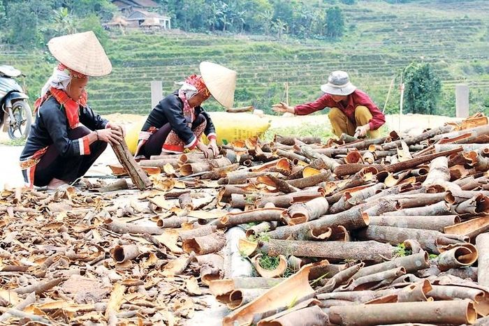 Cây quế giúp bà con các xã vùng cao nâng cao thu nhập