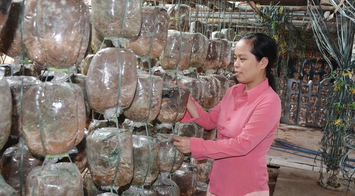 Bà Nguyễn Thị Tâm (Q. Liên Chiểu) kiểm tra trong trại sản xuất nấm bào ngư.