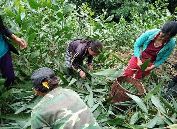 Người dân vào rừng hái lá gói bánh