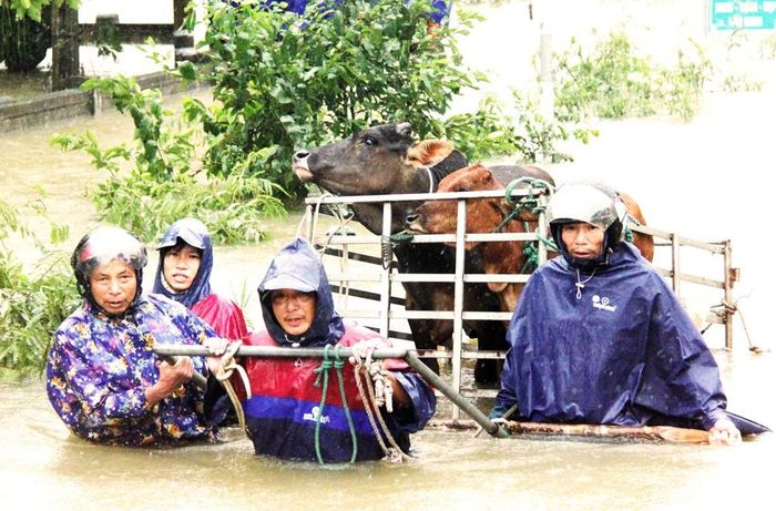 Người dân Quảng Bình hỗ trợ nhau đưa gia súc chạy lũ