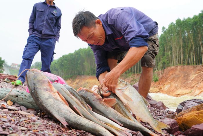 Cách đánh bắt này ở đây người dân chúng tôi gọi là trặc cá. Cá ở trong hồ này có con lớn, lên đến cả yến.