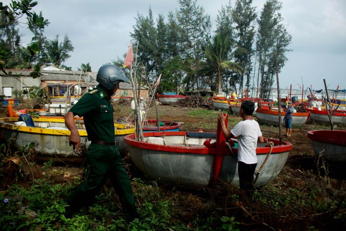 Ngư dân xã Bình Hải, huyện Bình Sơn, đã đưa tàu thuyền vào cột vào những cây dương. Ảnh: NGUYỄN TRANG