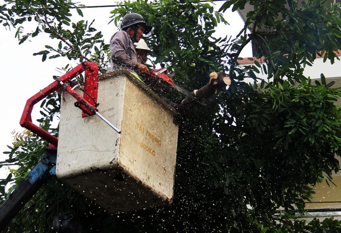 Lực lượng chức năng cắt cây xanh tránh gió bão xô sập nhà cửa của người dân tại Quảng Ngãi.