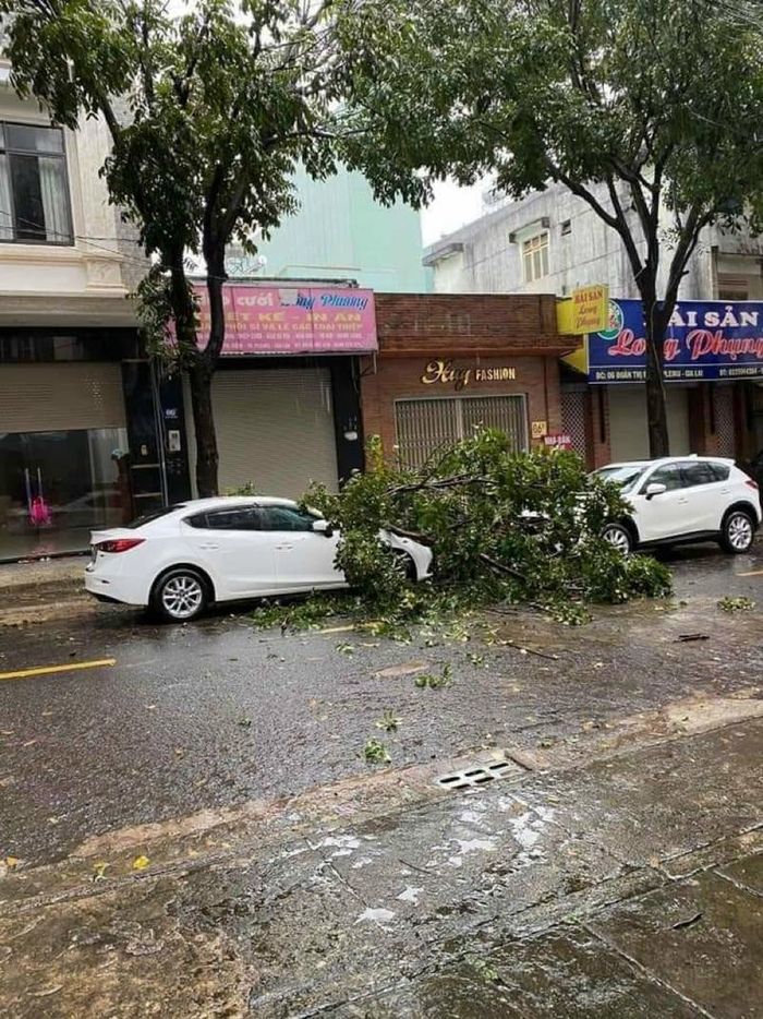 Cây đỗ do mưa bão trên các tuyến đường Tp. Pleiku