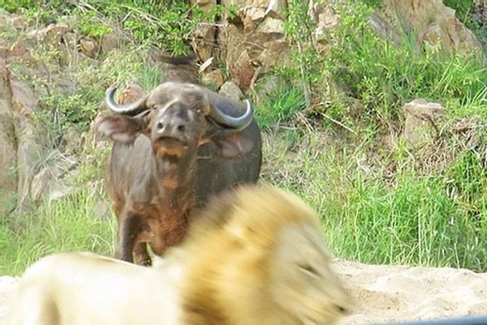 Ban đầu, nó lao lên tấn công kẻ địch dũng mãnh nhằm hù dọa và đánh đuổi những con sư tử. Chiến thuật này thoạt nhìn có vẻ hiệu quả khi các “lãnh chúa vùng đồng cỏ” đã bỏ chạy.