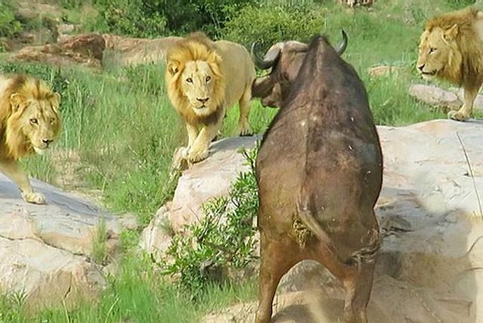 Khi đang đưa du khách đi tham quan Vườn quốc gia Kruger ở Nam Phi, hướng dẫn viên du lịch Jan Kriel đã ghi lại được một khoảnh khắc cực kỳ tàn khốc trong thế giới động vật hoang dã. Đó chính là cảnh tượng trâu rừng bị gãy chân chết thảm khi chạm mặt 3 con sư tử đực.