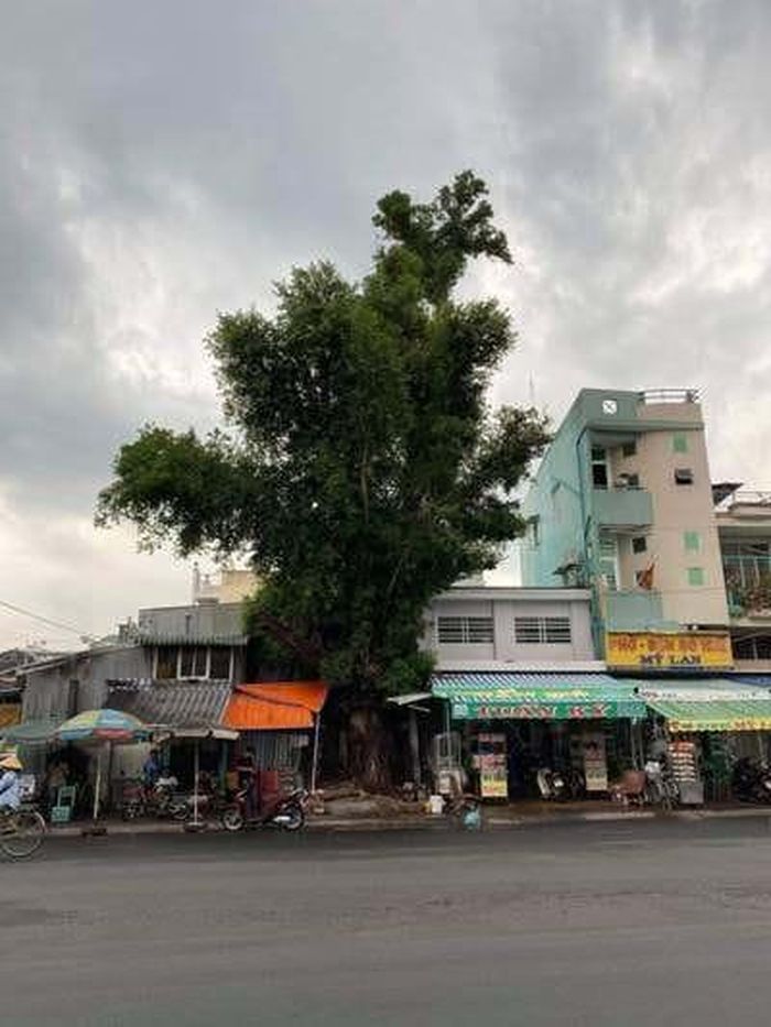 Cây da trăm tuổi đã gắn bó với nhiều thế hệ người dân Sa Đéc. Ảnh: Thanh Nguyên
