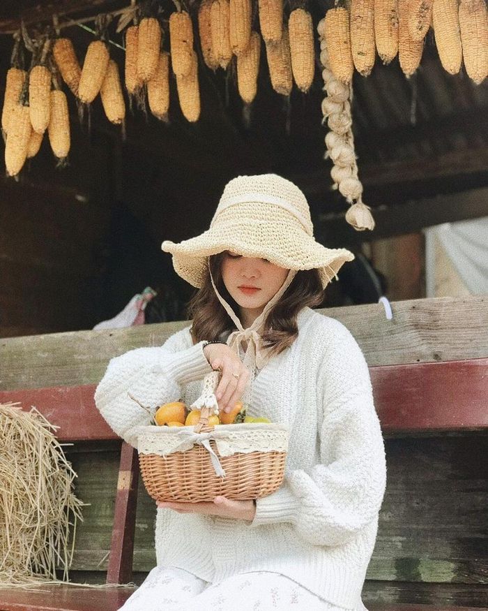 Vườn hồng nhà Tom vốn không còn xa lạ với du khách tại thành phố sương mù trong mùa hồng sai trĩu quả. Tọa lạc gần trung tâm thành phố, diện tích rộng là ưu điểm của nơi này. Tiết trời mùa thu mát mẻ, dạo quanh khu vườn, ngắm những quả hồng trên cây, bạn sẽ có cảm giác như đang lạc giữa xứ sở cổ tích. Ảnh: Dl.hana, Nttrang__.