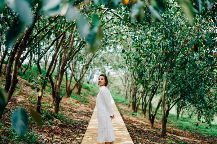 Khu vườn rộng hơn 1,2 ha ẩn chứa nhiều điều thú vị. Điểm nổi bật là nơi đây phủ một màu xanh ngắt của cây cối. Vườn hồng có thể là gợi ý thú vị nếu bạn đang muốn tìm một không gian yên tĩnh, tươi mát, tránh xa ồn ào thường nhật. Ảnh: Vườn hồng nhà Tom.