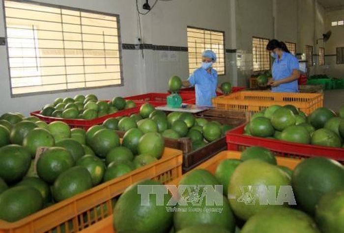 Bưởi đặc sản Đoan Hùng. Ảnh: Vũ Sinh/TTXVN