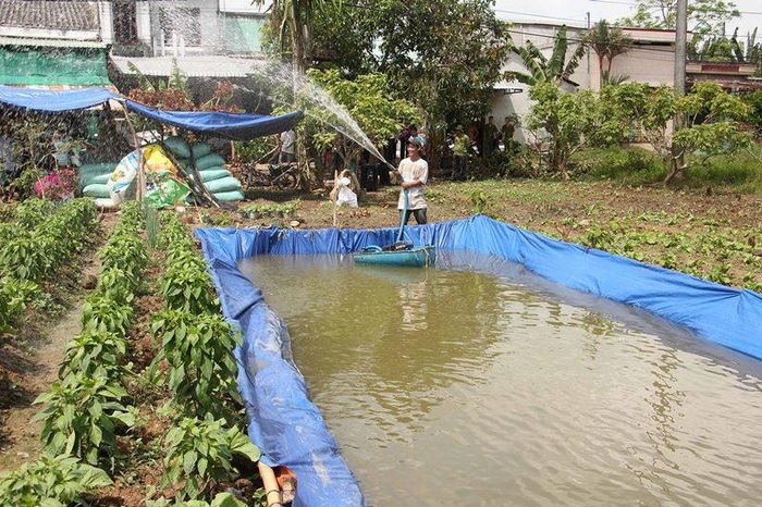 Người nông dân Vĩnh Long tự làm túi ni-lon chứa nước phục vụ tưới tiêu trong những ngày hạn mặn cao điểm.