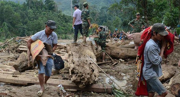 Những chú lợn được tìm thấy tại hiện trường.