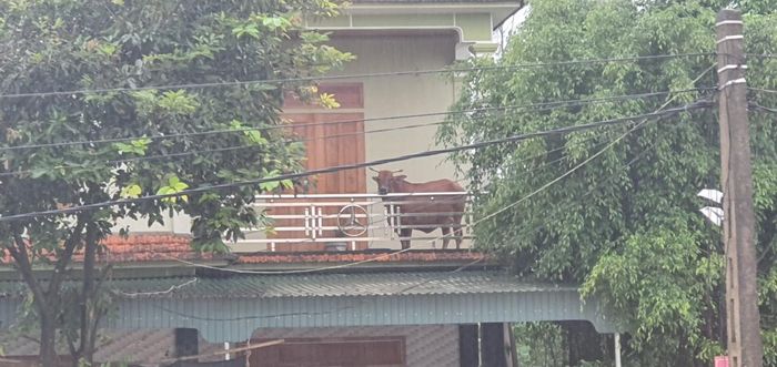 Trâu bò, lợn gà được sơ tán. Một số đưa lên tầng 2 để chạy lũ. Ảnh: Phạm Bằng