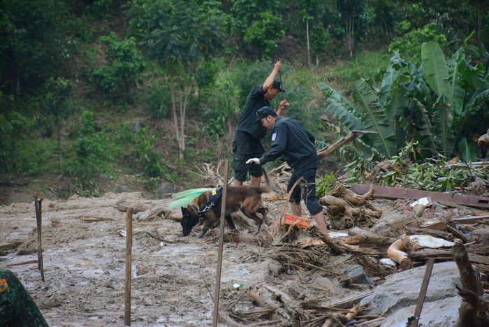 Chó nghiệp vụ tham gia tìm kiếm nạn nhân mất tích.