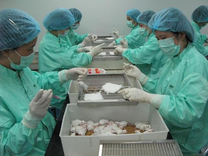 Vaccine Covid-19 của Việt Nam đang dừng lại ở giai đoạn thử nghiệm tiền lâm sàng. Ảnh: VABIOTECH.