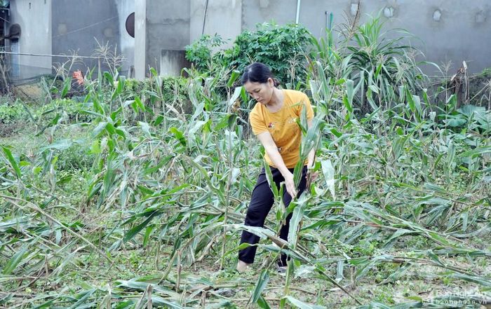 Chị Trần Thị Đào, thôn Mỹ Lương (xã Thanh Mỹ - Thanh Chương) dựng lại vườn ngô vừa bị lũ làm gãy đổ. Ảnh: Công Kiên