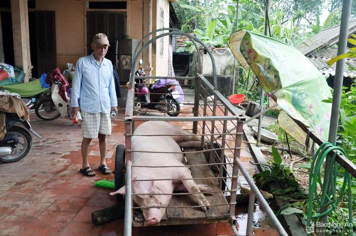 Nhà của ông Trần Xuân Thanh trở thành điểm sơ tán của bà con trong xóm, nhiều hộ mang theo cả đồ đạc, gia súc, gia cầm đến gửi. Ảnh: Công Kiên