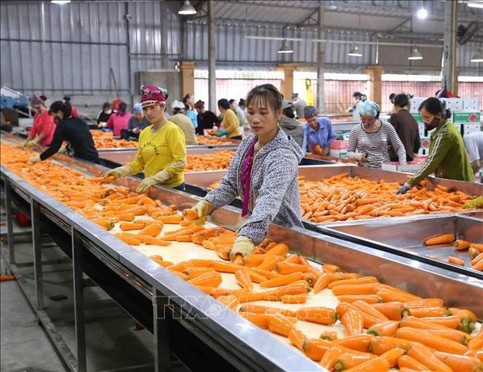 Công ty Cổ phần Chế biến Nông sản thực phẩm Tân Hương, xã Cẩm Văn, huyện Cẩm Giàng mỗi ngày thu mua, chế biến, xuất khẩu gần 80 tấn cà rốt sang thị trường Hàn Quốc, Nhật Bản, Malaysia, Trung Đông. Ảnh: Vũ Sinh/TTXVN